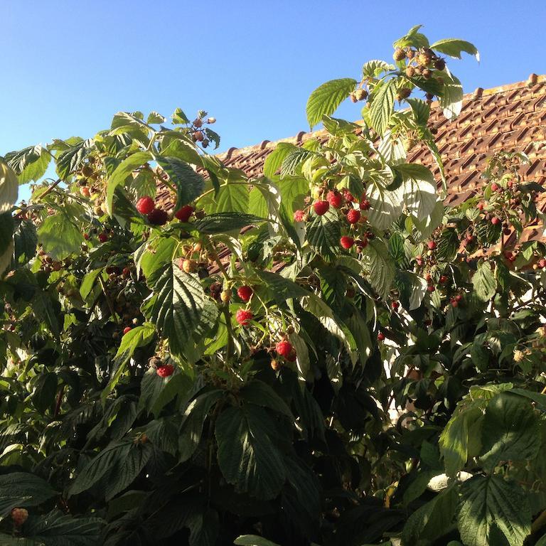 Gites Les Rainettes Vienne-en-Bessin Buitenkant foto